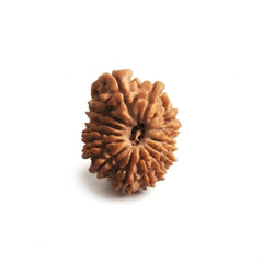 14 Mukhi Rudraksha | Lab Tested & Certified | Natural & Authentic