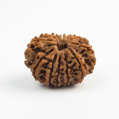 12 Mukhi Rudraksha | Lab Tested & Certified | Natural & Authentic