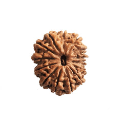 14 Mukhi Rudraksha | Lab Tested & Certified | Natural & Authentic