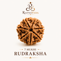 7 Mukhi Rudraksha