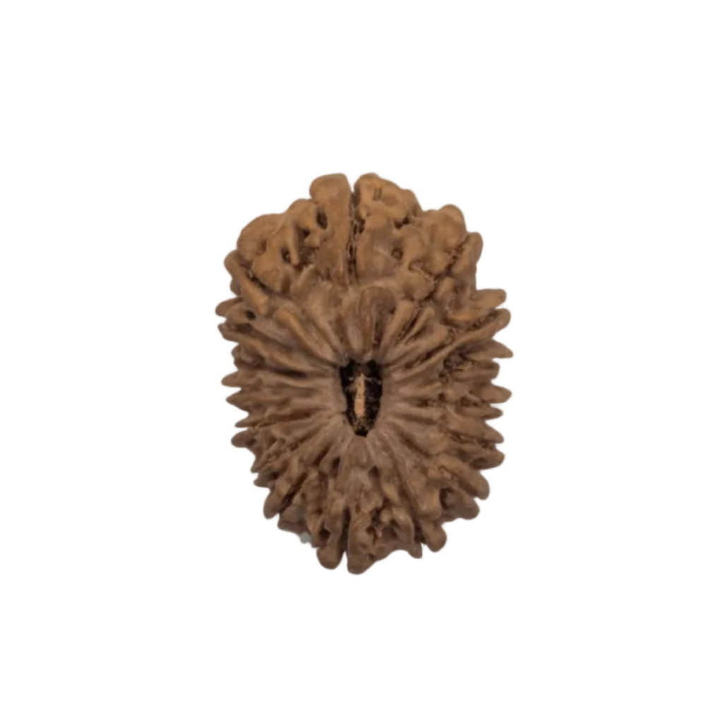 17  Mukhi Rudraksha | Lab Tested & Certified | Natural & Authentic