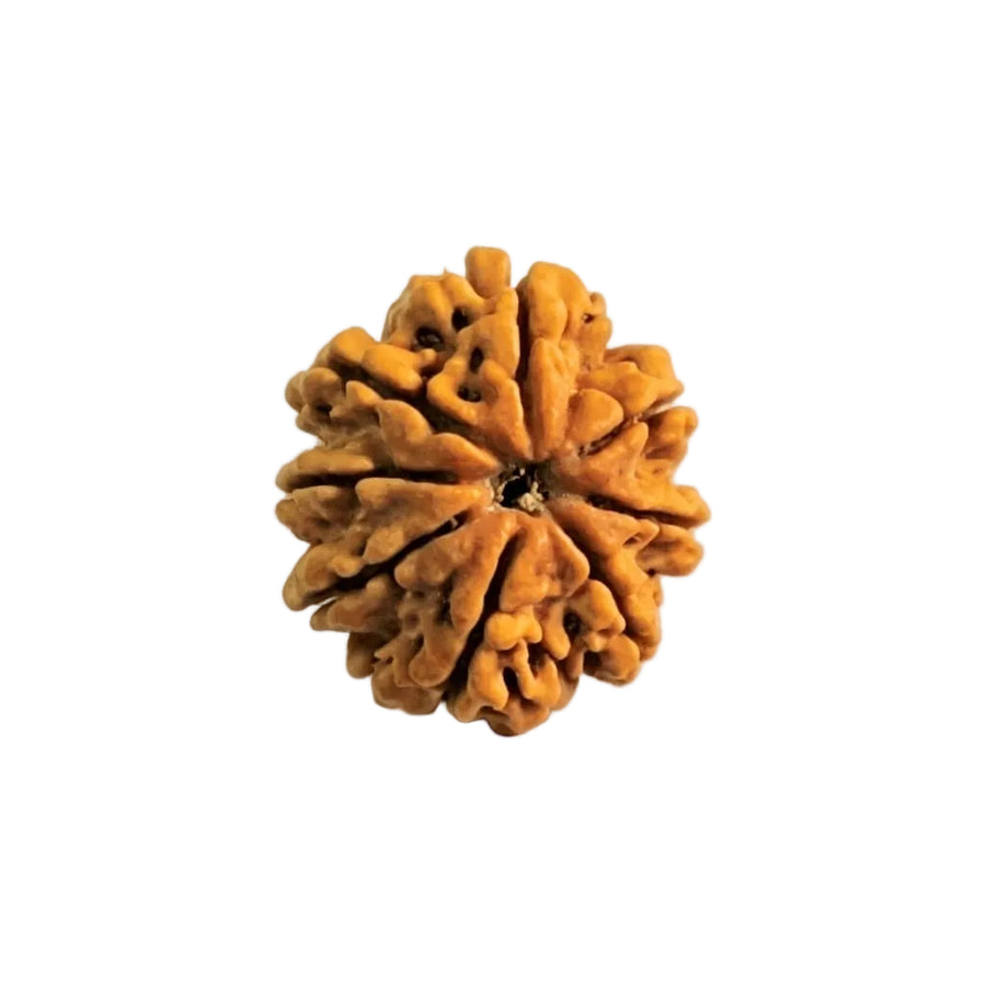 8  Mukhi Rudraksha | Lab Tested & Certified | Natural & Authentic