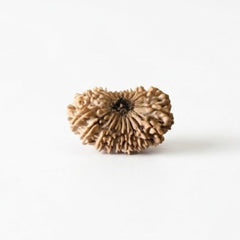 19 Mukhi Rudraksha | Lab Tested & Certified | Natural & Authentic