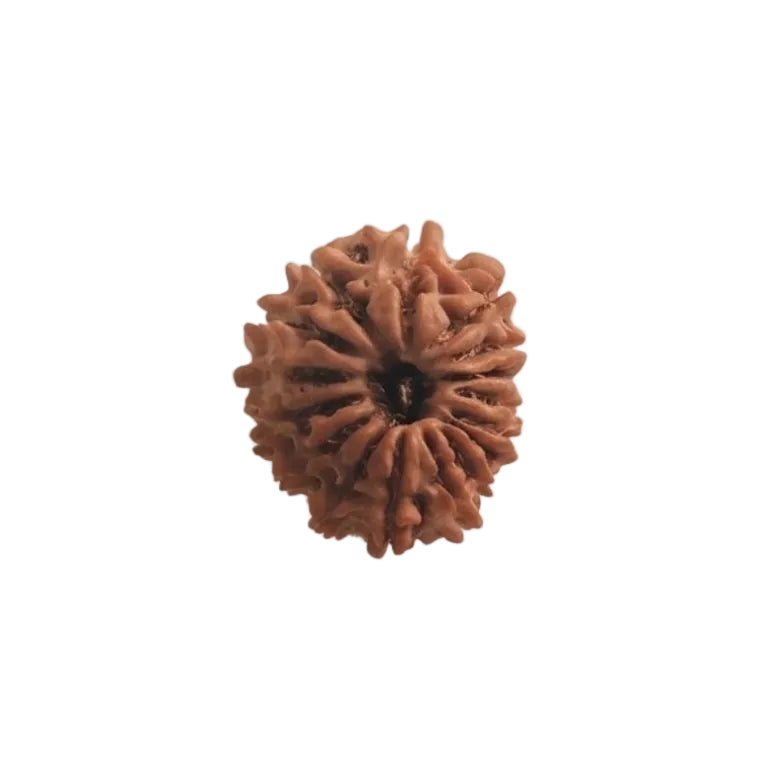 16  Mukhi Rudraksha | Lab Tested & Certified | Natural & Authentic