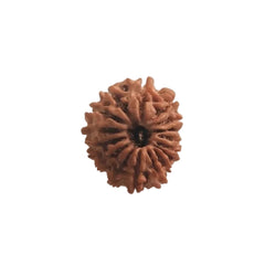 16  Mukhi Rudraksha | Lab Tested & Certified | Natural & Authentic