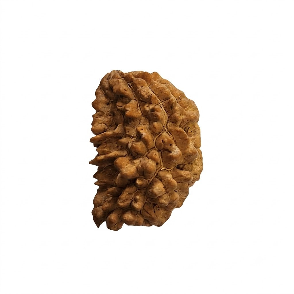 1 Mukhi Rudraksha | Lab Tested & Certified | Natural & Authentic