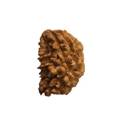 1 Mukhi Rudraksha | Lab Tested & Certified | Natural & Authentic