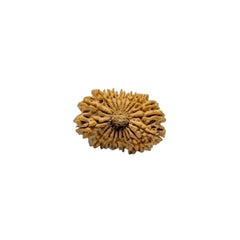 20  Mukhi Rudraksha | Lab Tested & Certified | Natural & Authentic
