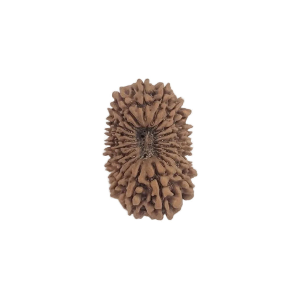 21  Mukhi Rudraksha | Lab Tested & Certified | Natural & Authentic