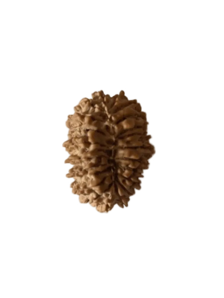 21  Mukhi Rudraksha | Lab Tested & Certified | Natural & Authentic