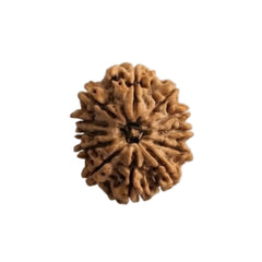 12  Mukhi Rudraksha | Lab Tested & Certified | Natural & Authentic