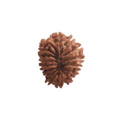 16  Mukhi Rudraksha | Lab Tested & Certified | Natural & Authentic