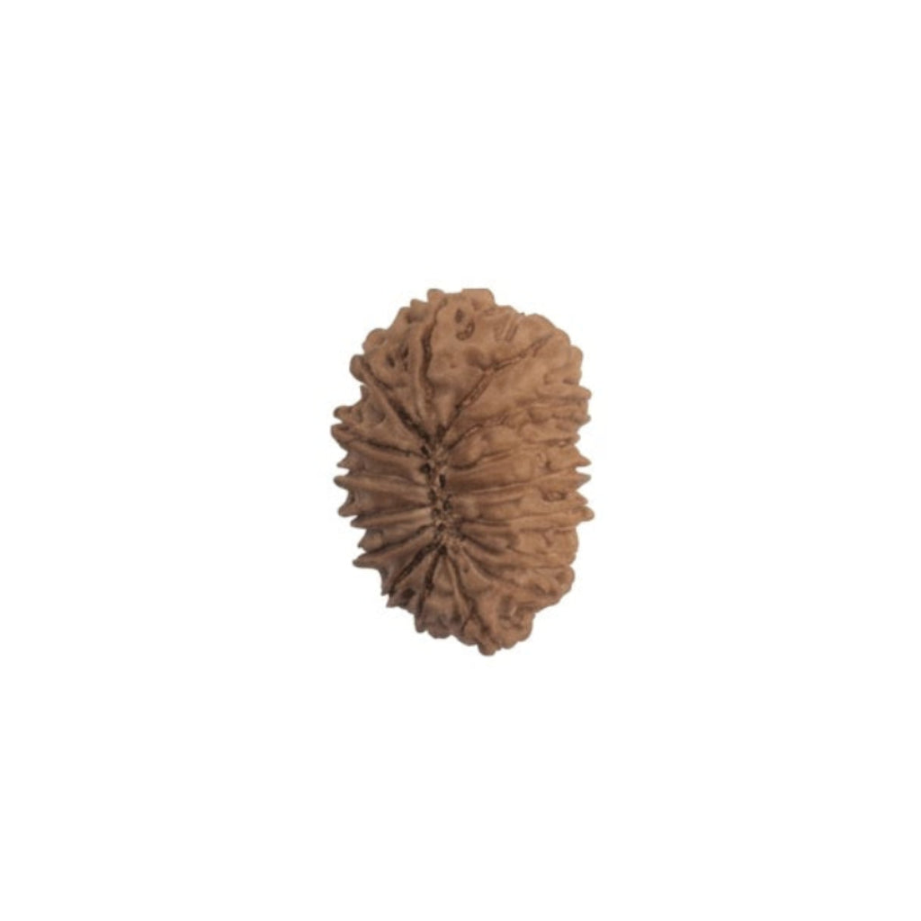 17  Mukhi Rudraksha | Lab Tested & Certified | Natural & Authentic