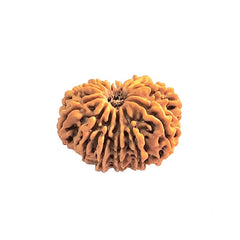 13  Mukhi Rudraksha | Lab Tested & Certified | Natural & Authentic