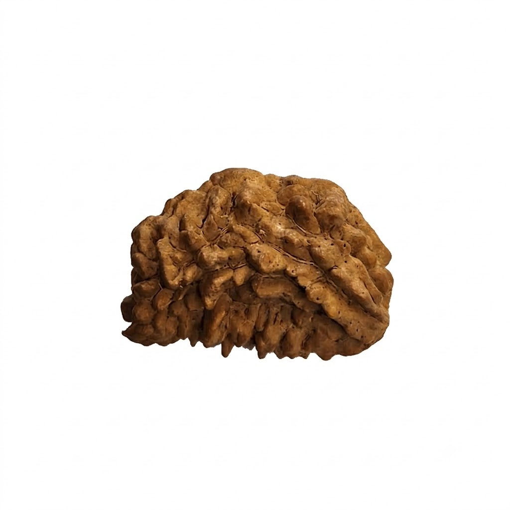 1 Mukhi Rudraksha | Lab Tested & Certified | Natural & Authentic