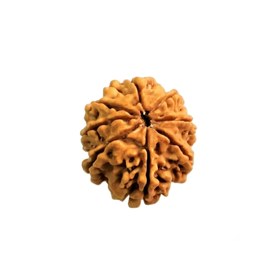 8  Mukhi Rudraksha | Lab Tested & Certified | Natural & Authentic
