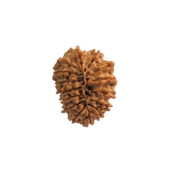 15  Mukhi Rudraksha | Lab Tested & Certified | Natural & Authentic