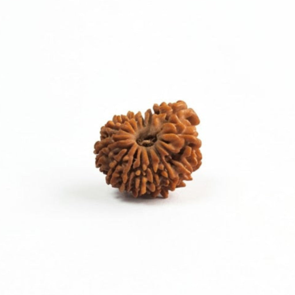 14 Mukhi Rudraksha | Lab Tested & Certified | Natural & Authentic