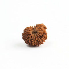 14 Mukhi Rudraksha | Lab Tested & Certified | Natural & Authentic