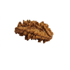 1 Mukhi Rudraksha | Lab Tested & Certified | Natural & Authentic