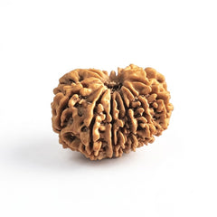 13  Mukhi Rudraksha | Lab Tested & Certified | Natural & Authentic
