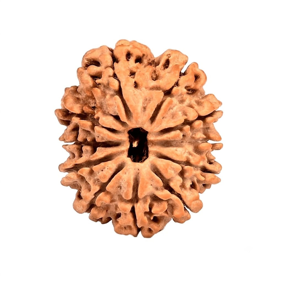 11  Mukhi Rudraksha | Lab Tested & Certified | Natural & Authentic