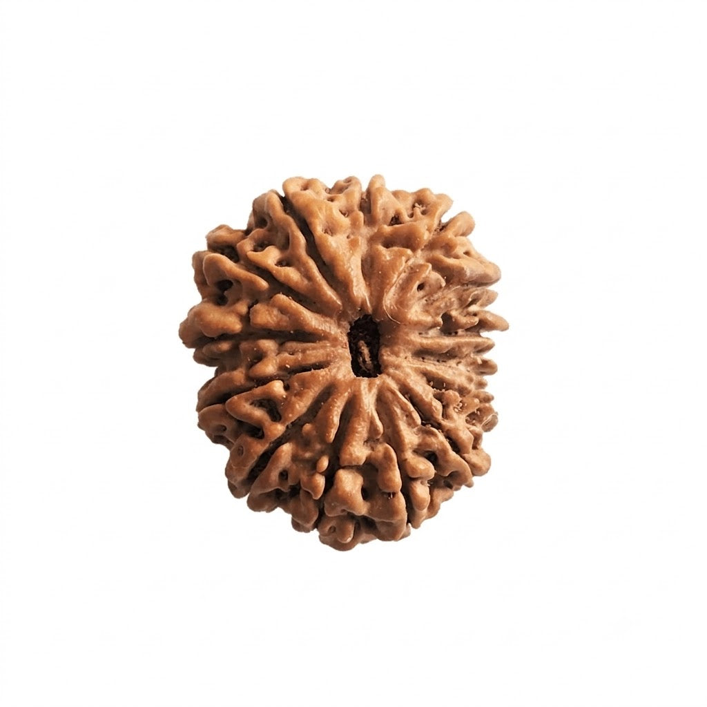 14 Mukhi Rudraksha | Lab Tested & Certified | Natural & Authentic