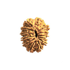 13  Mukhi Rudraksha | Lab Tested & Certified | Natural & Authentic