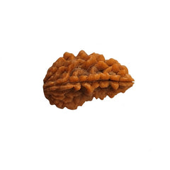1 Mukhi Rudraksha | Lab Tested & Certified | Natural & Authentic