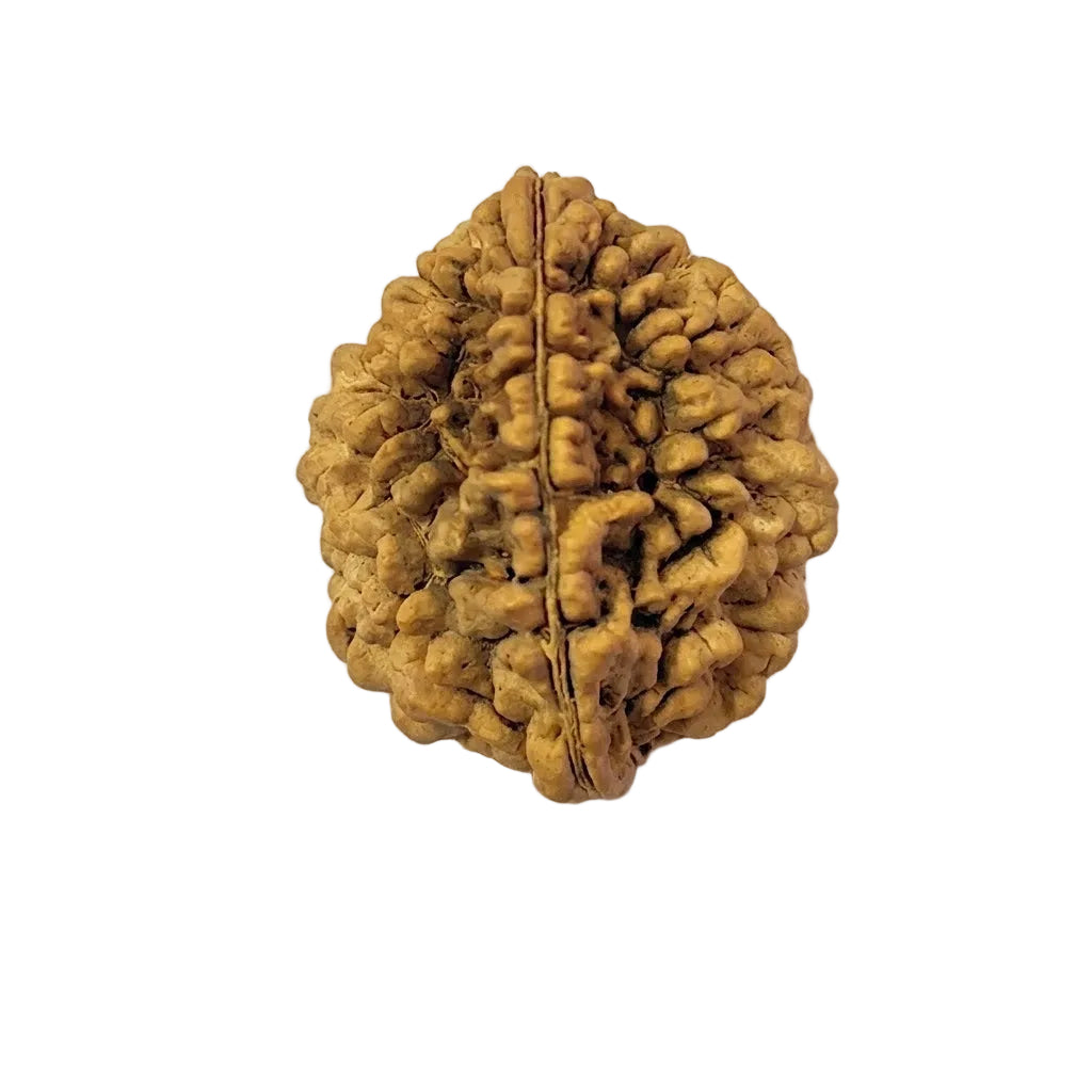 2 Mukhi Rudraksha | Lab Tested & Certified | Natural & Authentic