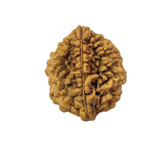 2 Mukhi Rudraksha | Lab Tested & Certified | Natural & Authentic