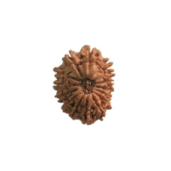15  Mukhi Rudraksha | Lab Tested & Certified | Natural & Authentic