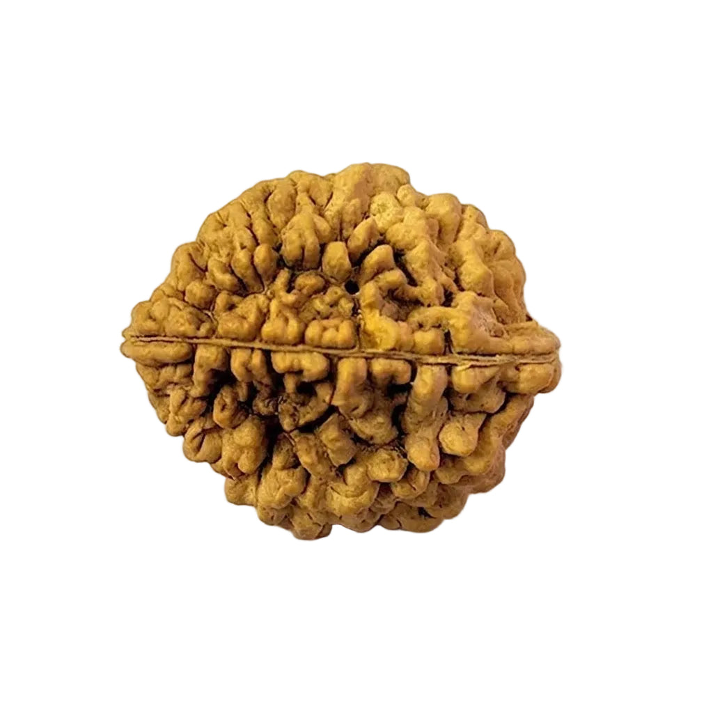 2 Mukhi Rudraksha | Lab Tested & Certified | Natural & Authentic