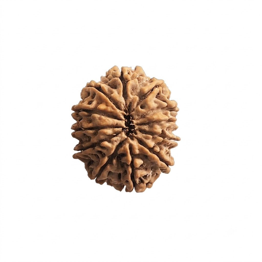 12  Mukhi Rudraksha | Lab Tested & Certified | Natural & Authentic