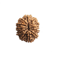 12  Mukhi Rudraksha | Lab Tested & Certified | Natural & Authentic