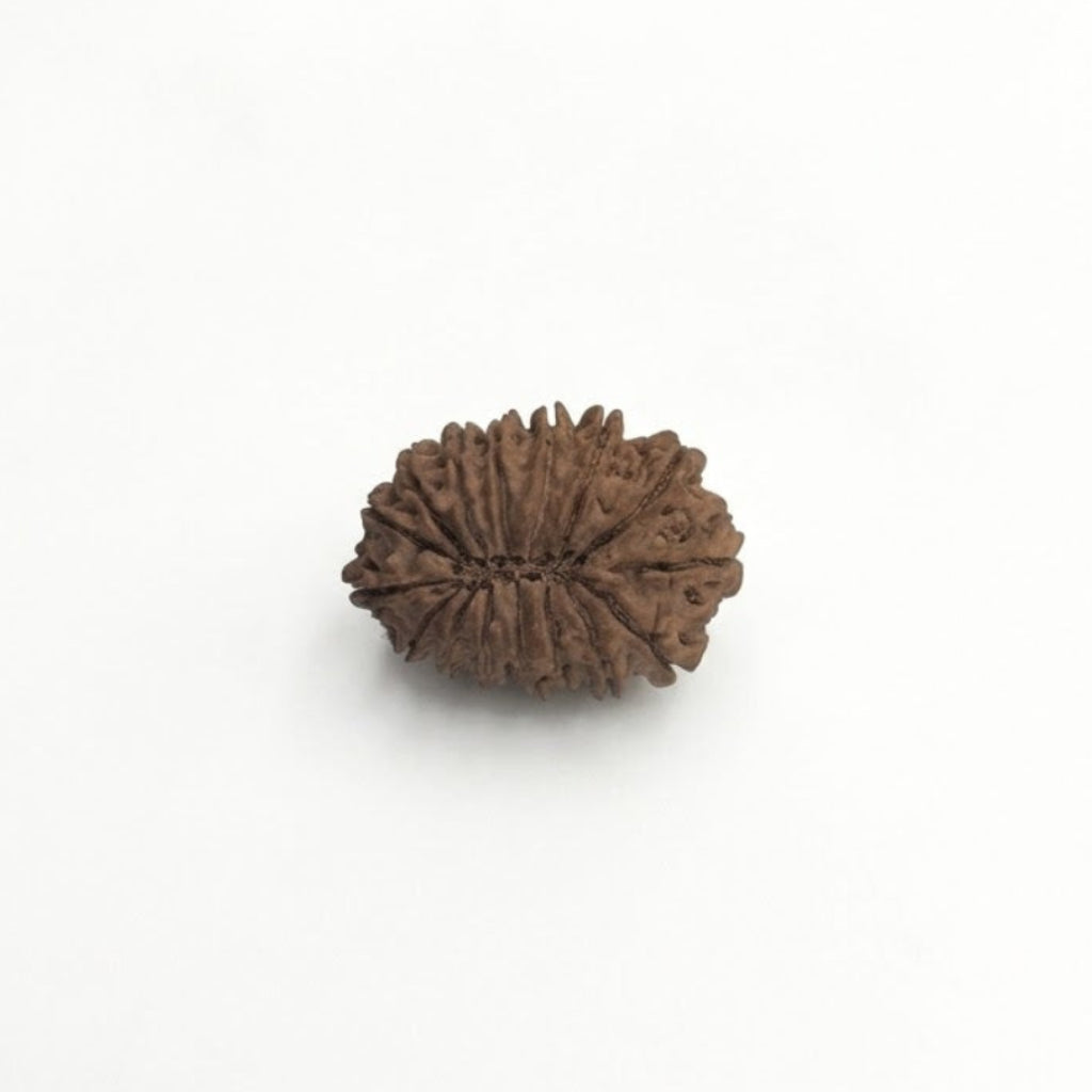 17  Mukhi Rudraksha | Lab Tested & Certified | Natural & Authentic