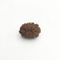 17  Mukhi Rudraksha | Lab Tested & Certified | Natural & Authentic