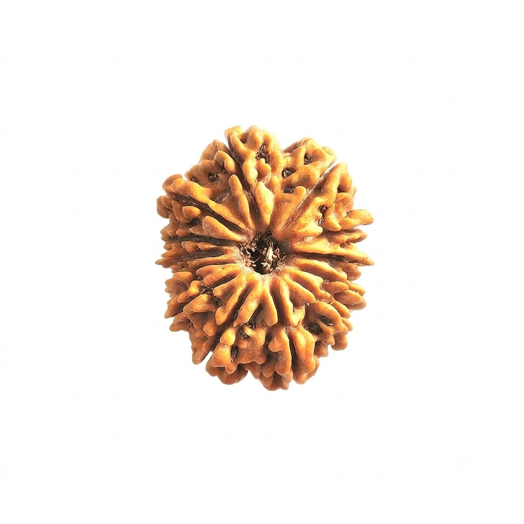 13  Mukhi Rudraksha | Lab Tested & Certified | Natural & Authentic