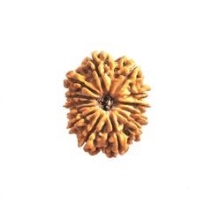 13  Mukhi Rudraksha | Lab Tested & Certified | Natural & Authentic