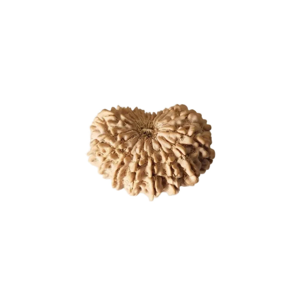18 Mukhi Rudraksha | Lab Tested & Certified | Natural & Authentic