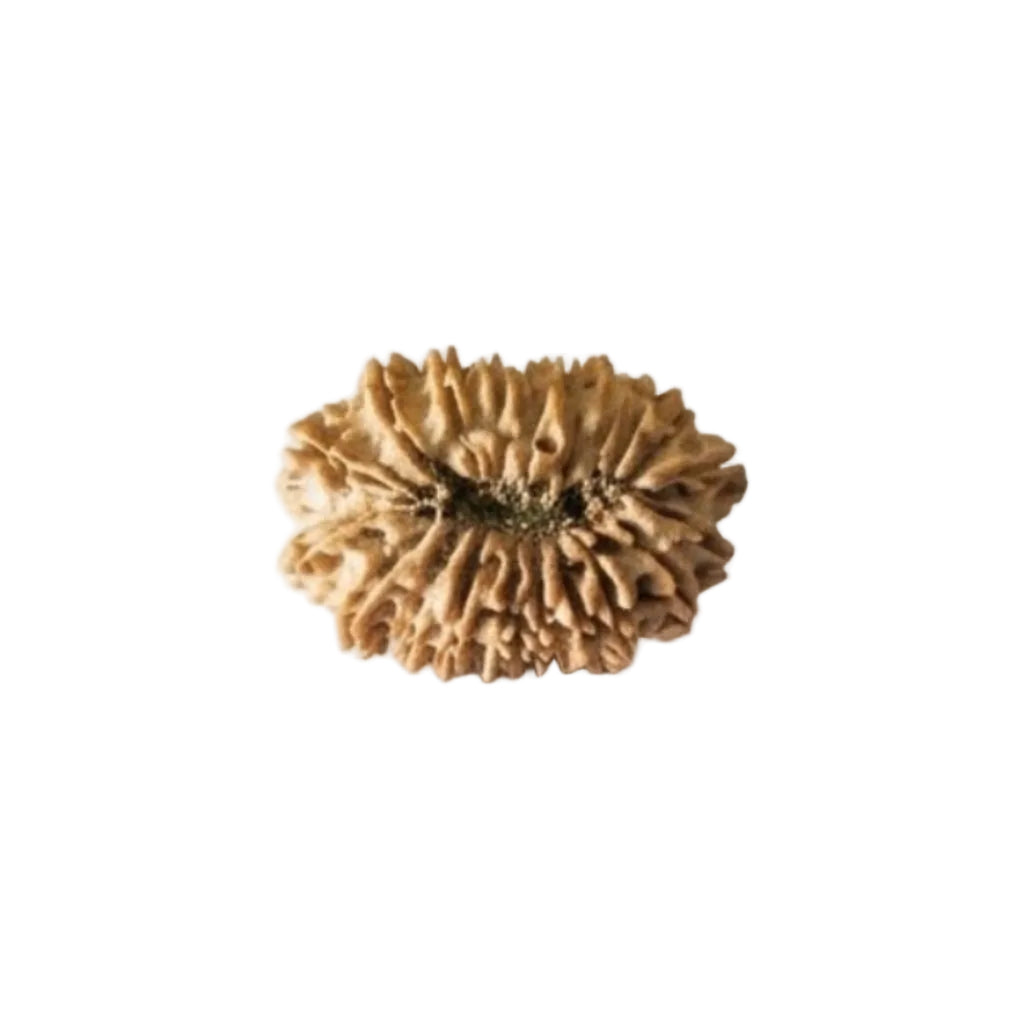 19 Mukhi Rudraksha | Lab Tested & Certified | Natural & Authentic