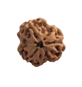 3 Mukhi Rudraksha | Lab Tested & Certified | Natural & Authentic