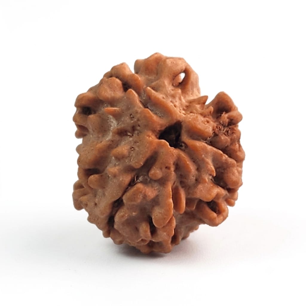 3 Mukhi Rudraksha | Lab Tested & Certified | Natural & Authentic