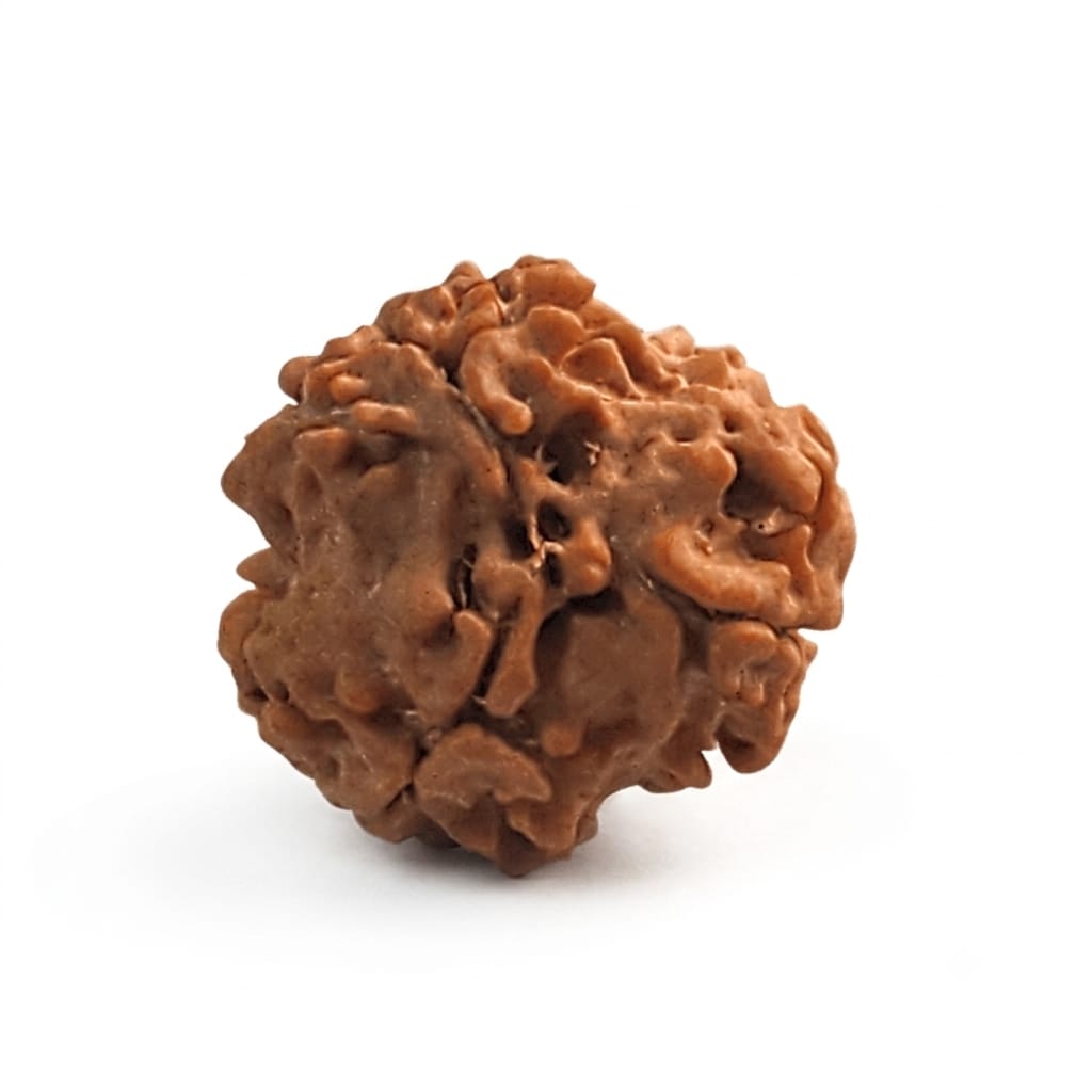 3 Mukhi Rudraksha | Lab Tested & Certified | Natural & Authentic