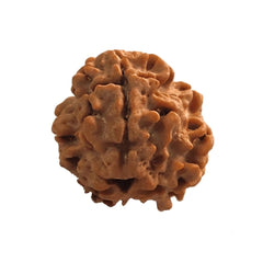 3 Mukhi Rudraksha | Lab Tested & Certified | Natural & Authentic