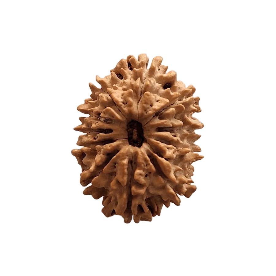 11  Mukhi Rudraksha | Lab Tested & Certified | Natural & Authentic