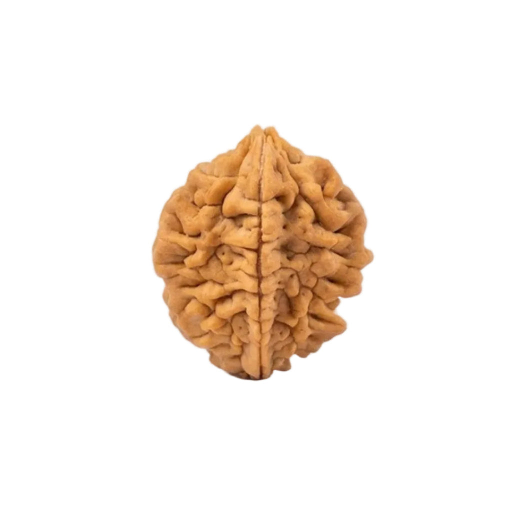 2 Mukhi Rudraksha | Lab Tested & Certified | Natural & Authentic