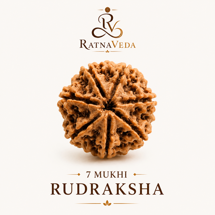 7 Mukhi Rudraksha