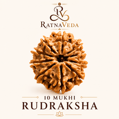10 Mukhi Rudraksha