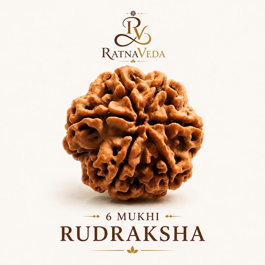 6 Mukhi Rudraksha